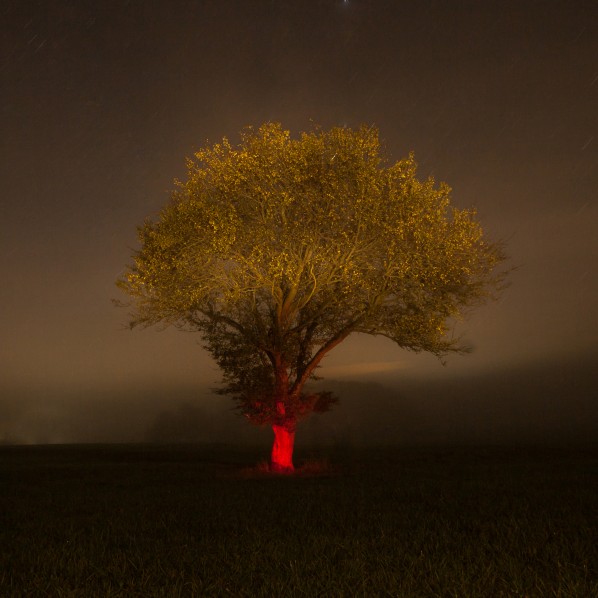 photographie, couleurs, nuit, arbre peint avec une lumière rouge